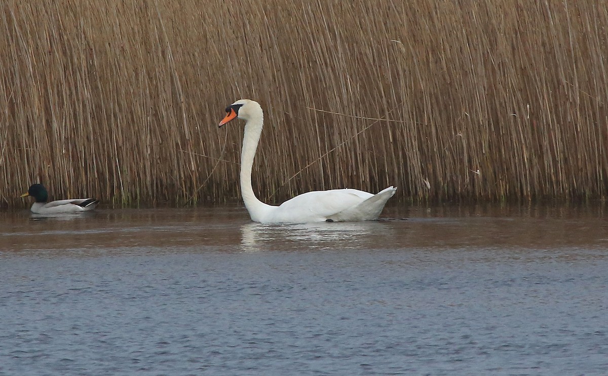 Mute Swan - ML95009871