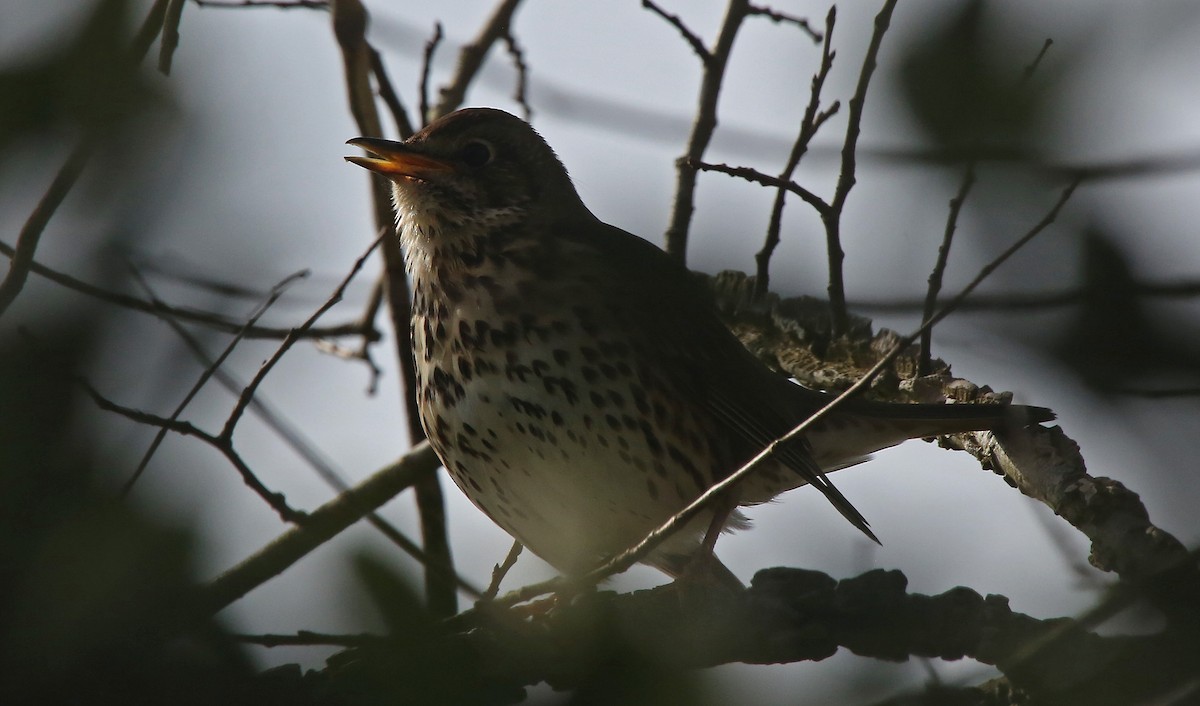 Song Thrush - ML95009981