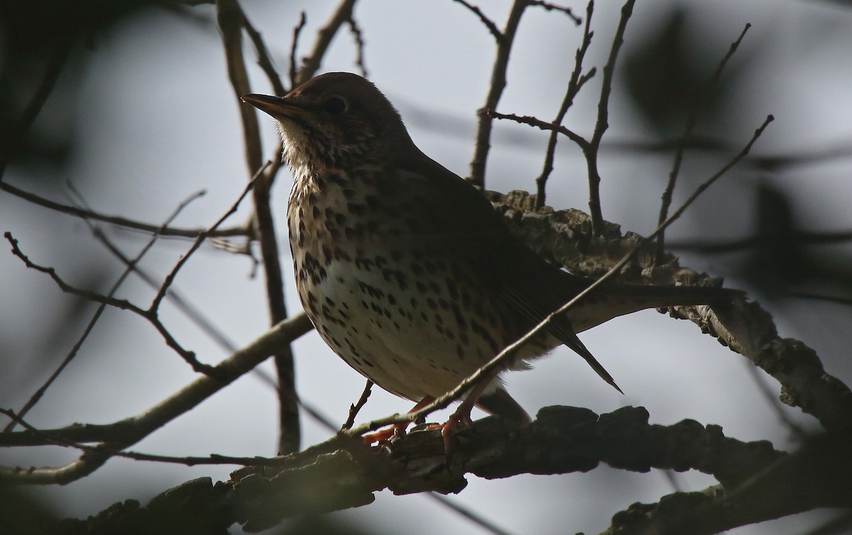 Song Thrush - ML95010001