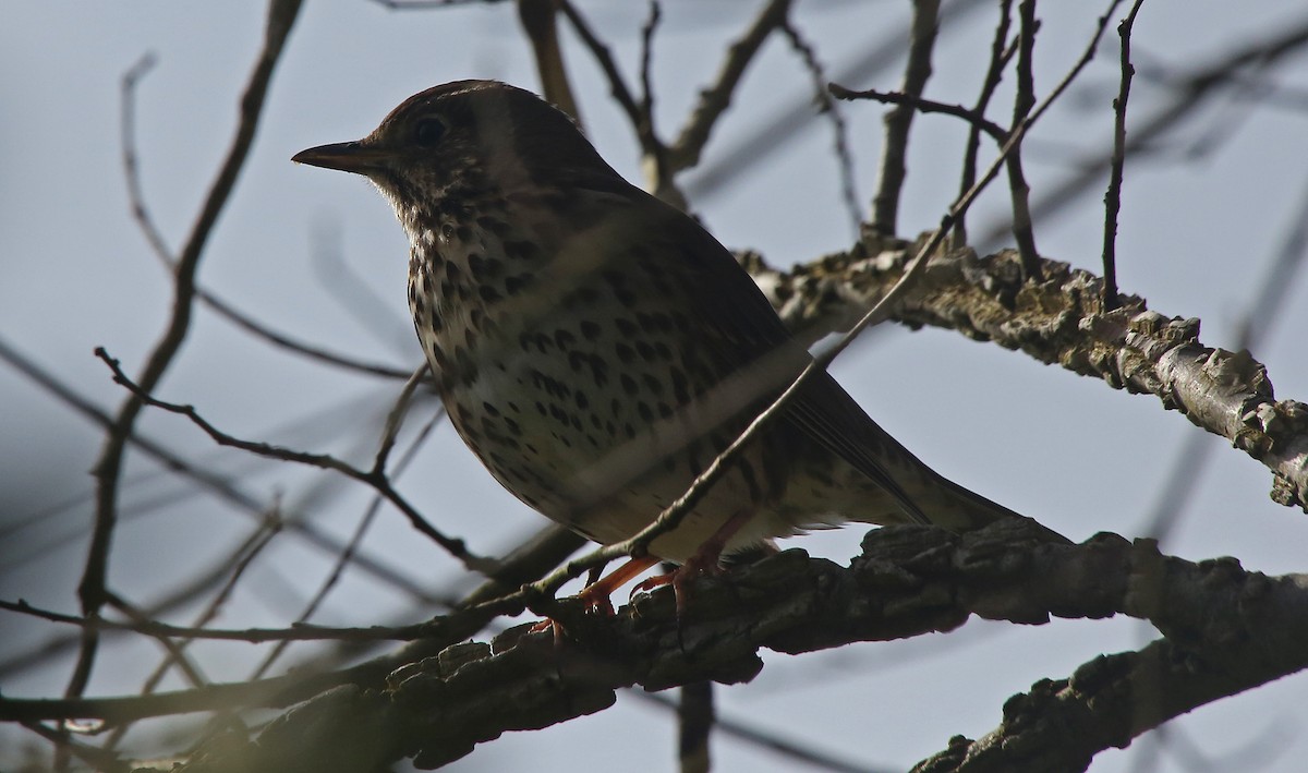 Song Thrush - Paul Chapman