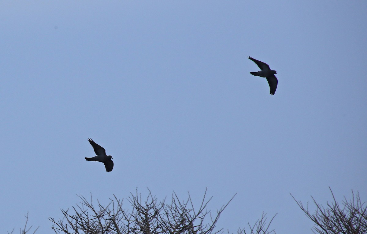 Stock Dove - ML95010091