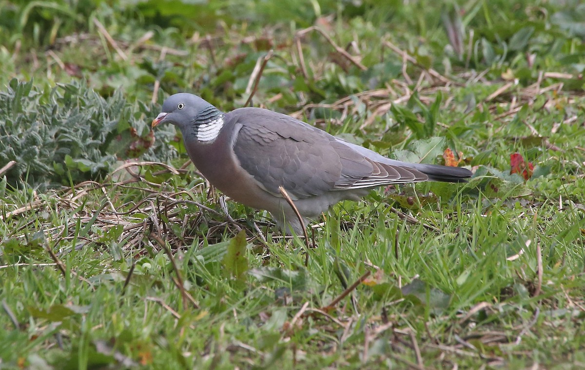 Common Wood-Pigeon - ML95010131