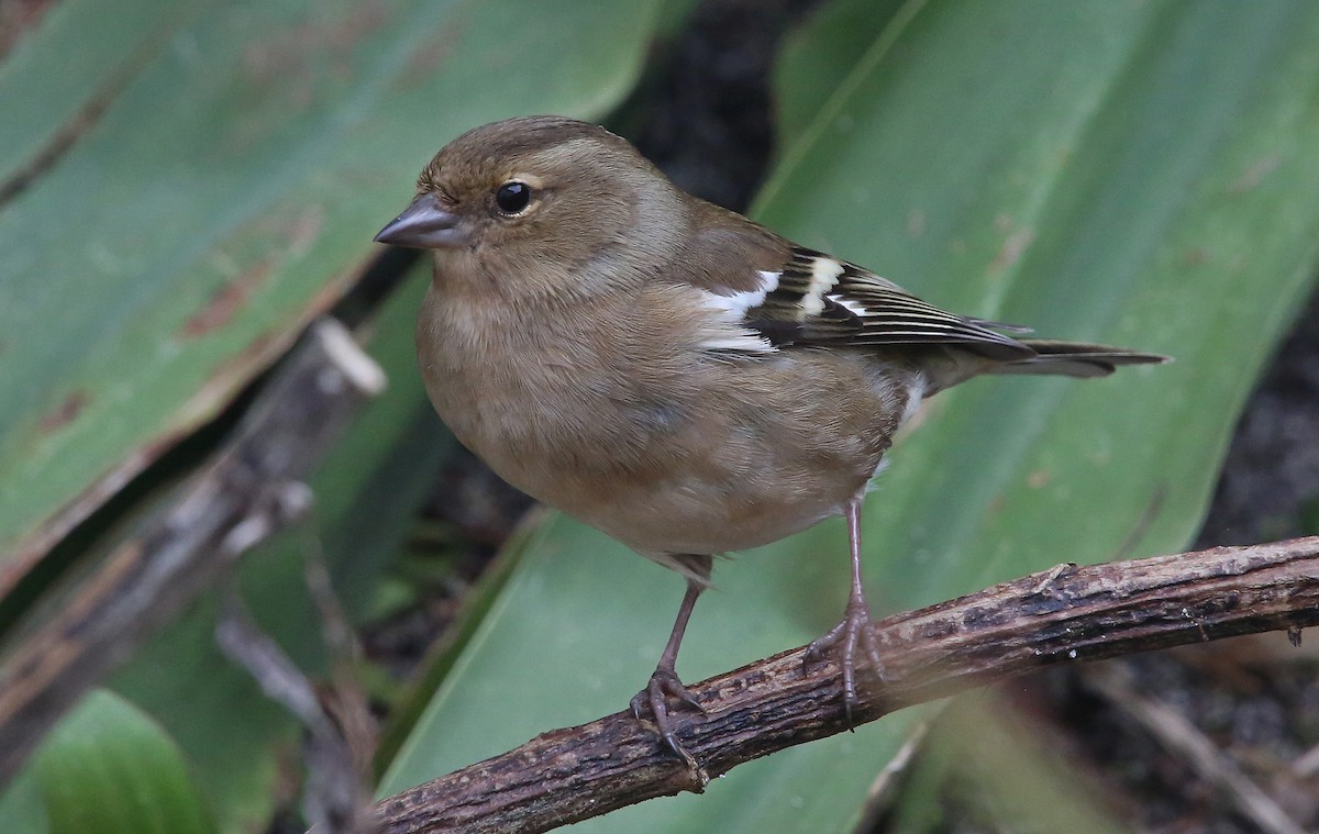 Common Chaffinch - ML95011861