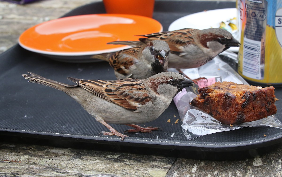 House Sparrow - Paul Chapman