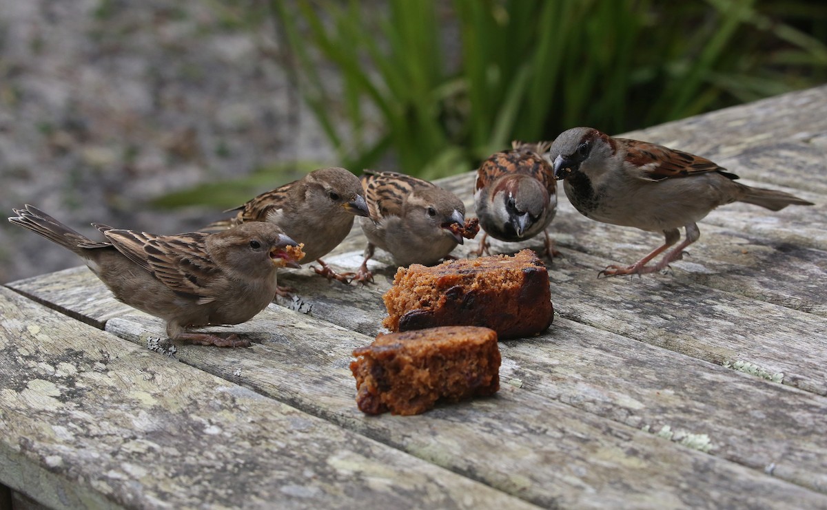 House Sparrow - Paul Chapman