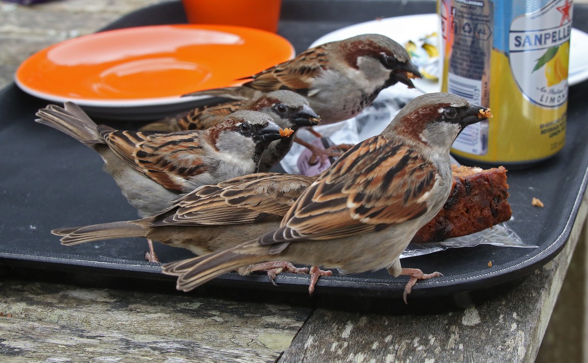 House Sparrow - ML95012281