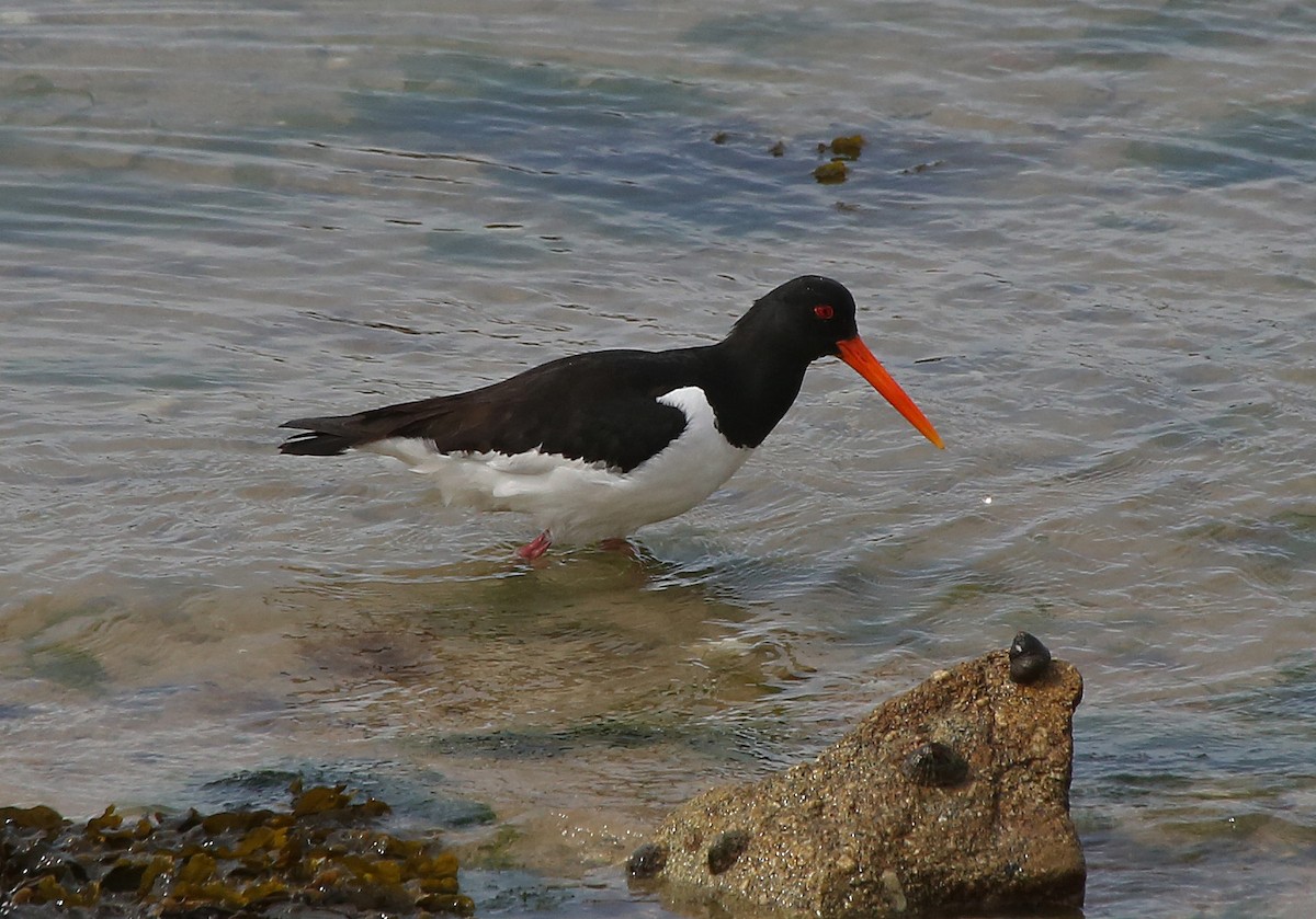 Eurasian Oystercatcher - Paul Chapman