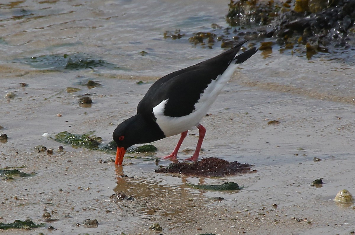 Eurasian Oystercatcher - ML95012661