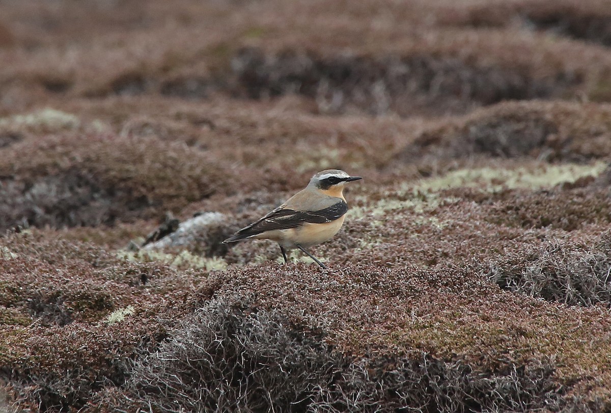 Northern Wheatear - Paul Chapman