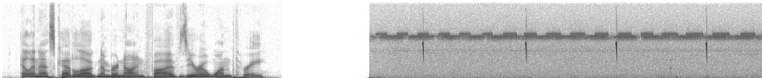 Engoulevent trifide - ML95013