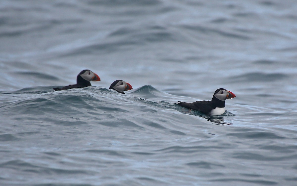 Atlantic Puffin - Paul Chapman