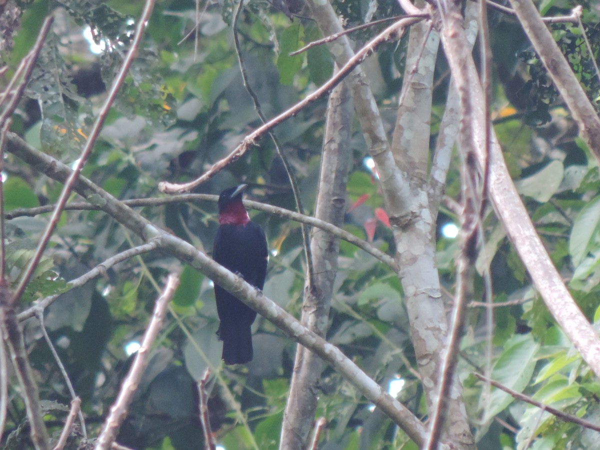 Purple-throated Fruitcrow - ML95015041