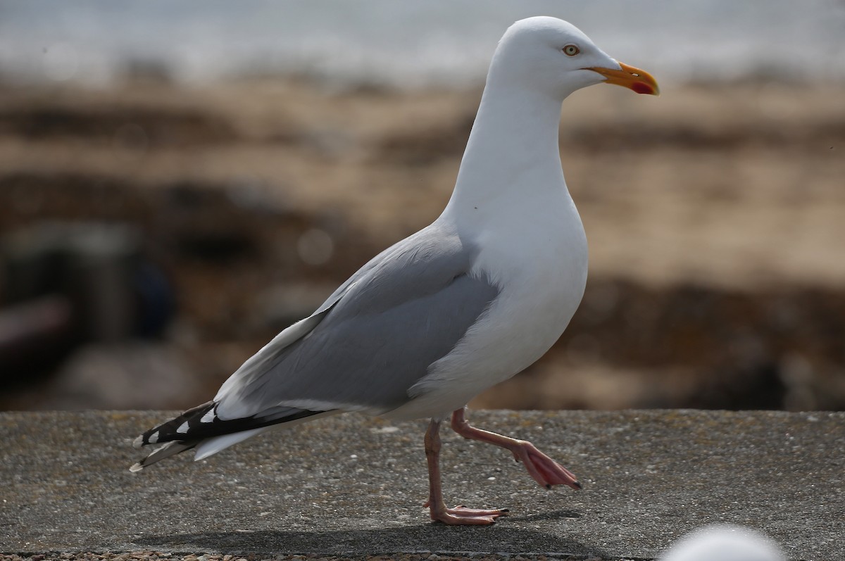 Herring Gull - Paul Chapman