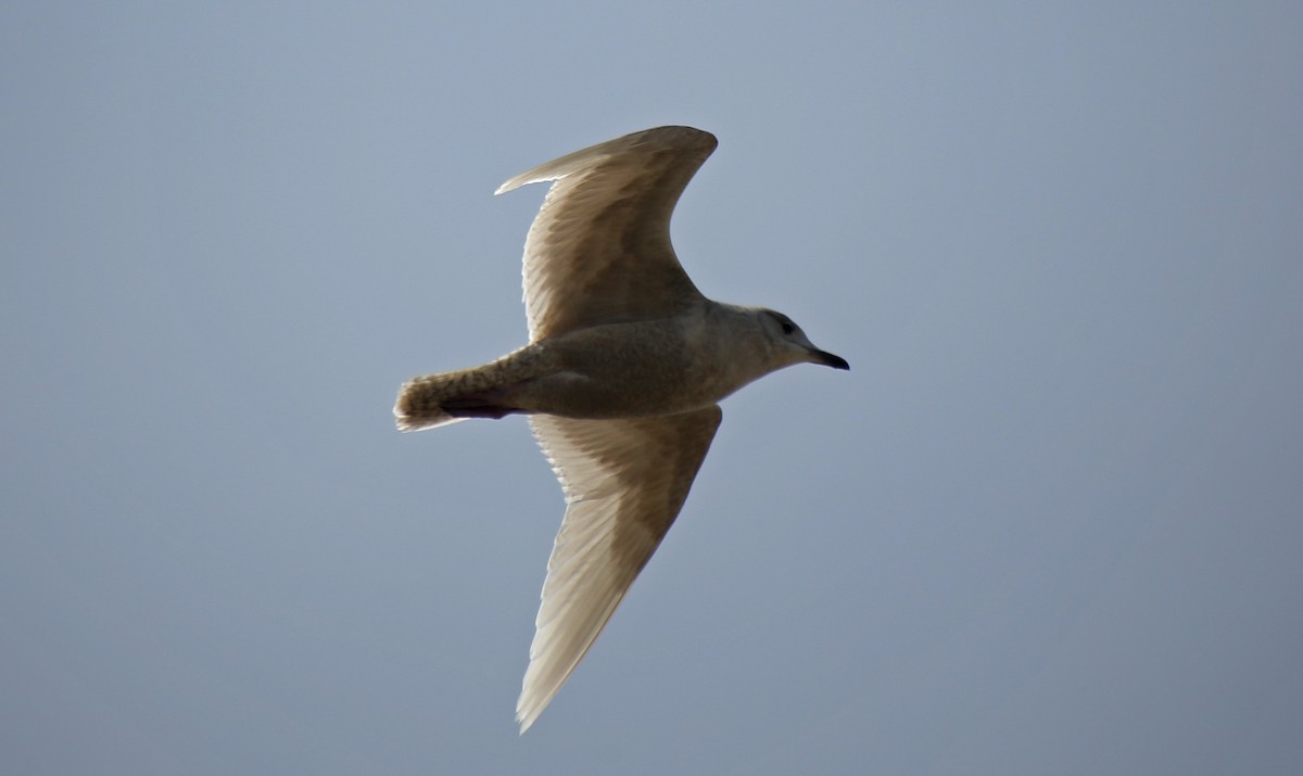 Iceland Gull (glaucoides) - ML95015181