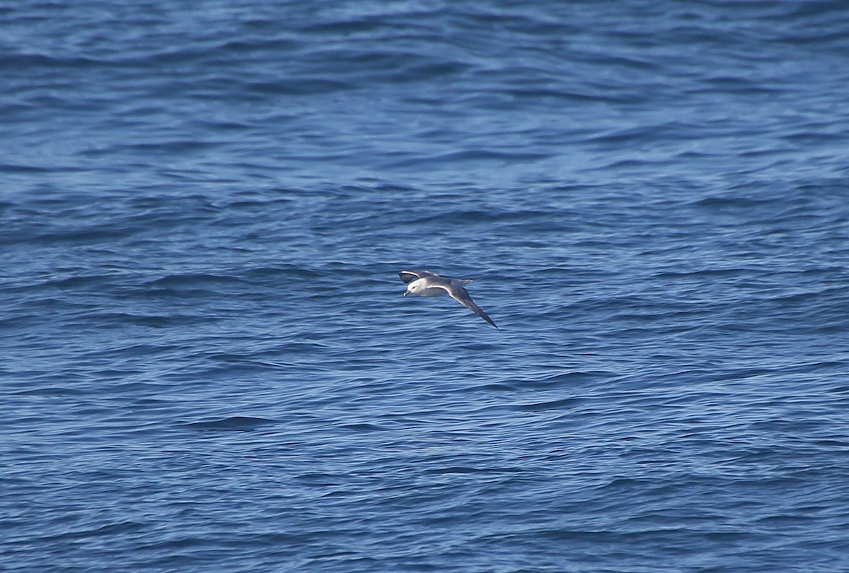 Northern Fulmar - Paul Chapman