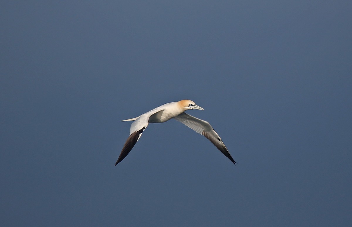 Northern Gannet - ML95016461