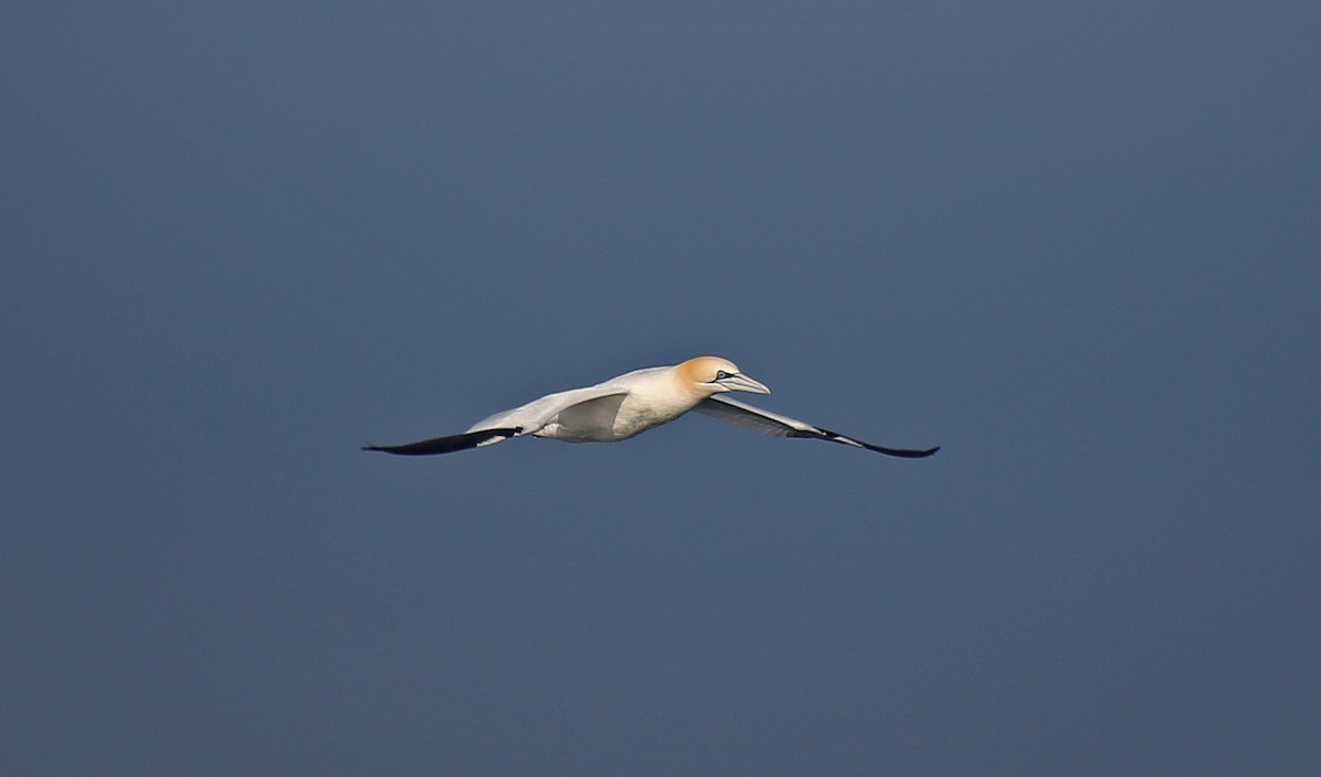 Northern Gannet - ML95016531