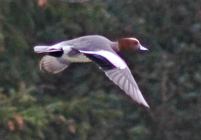 Eurasian Wigeon - ML95017111