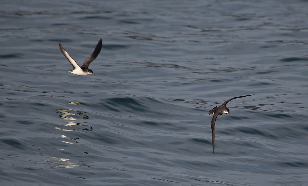 Manx Shearwater - ML95017451