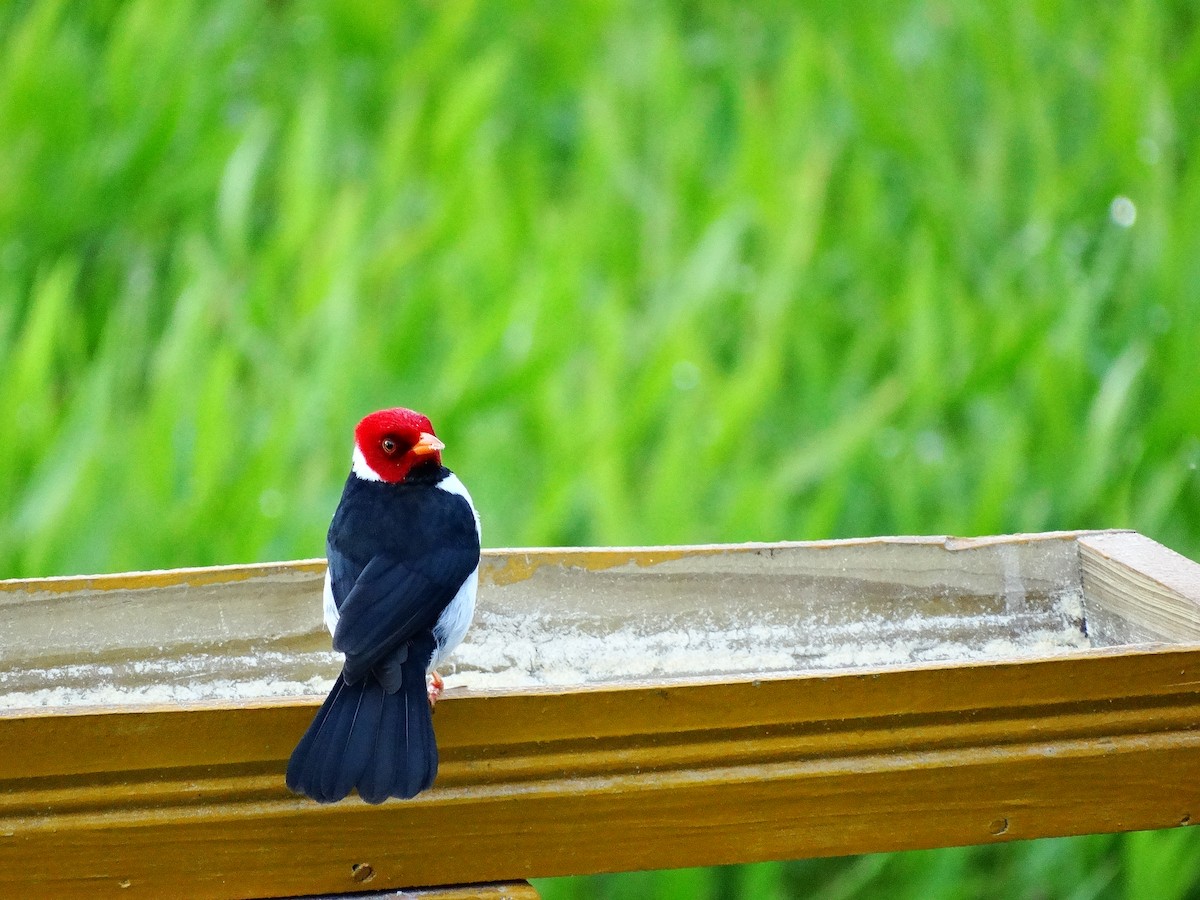 Yellow-billed Cardinal - Ana Paula Alminhana Maciel