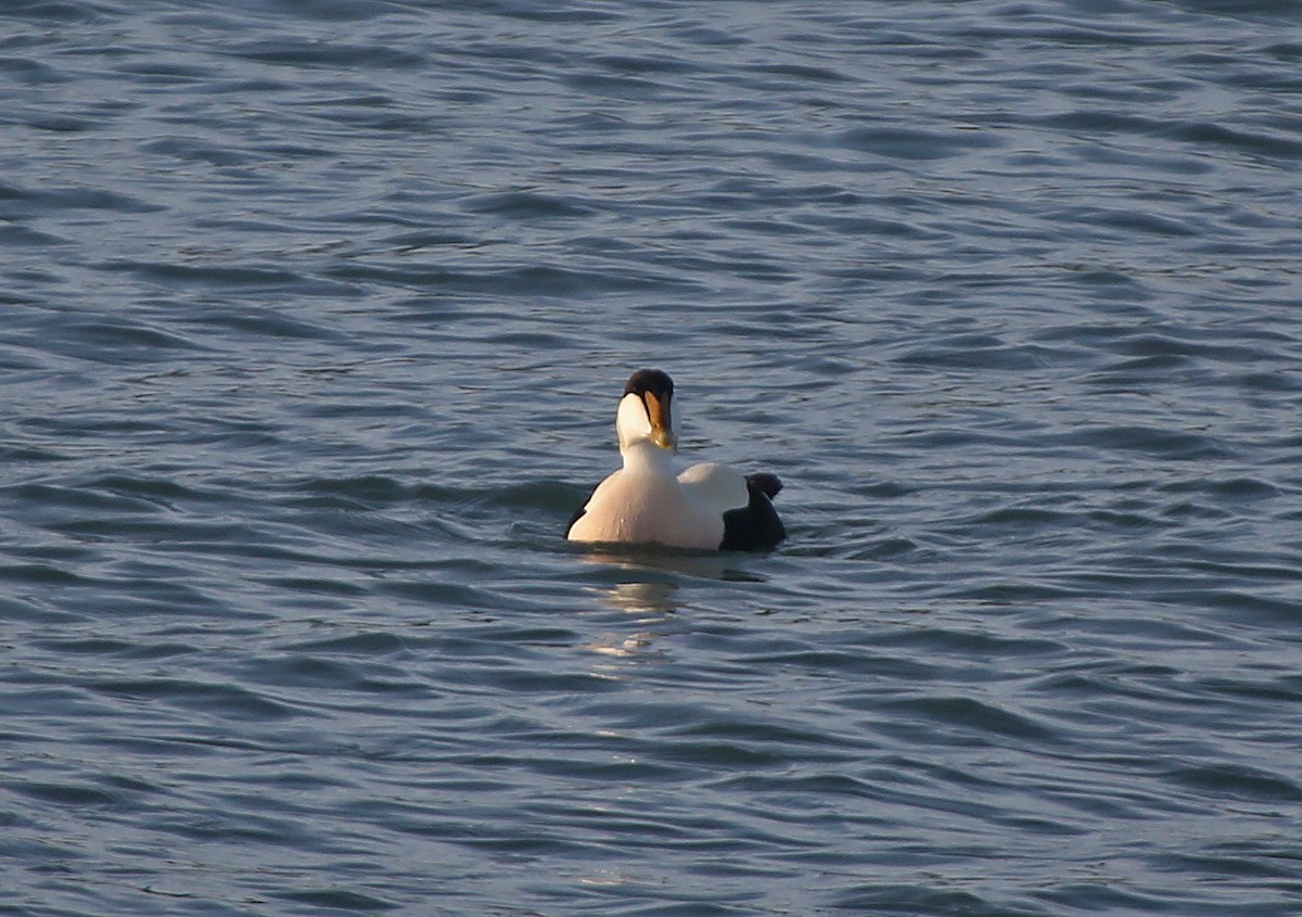 Eider arrunta - ML95018531