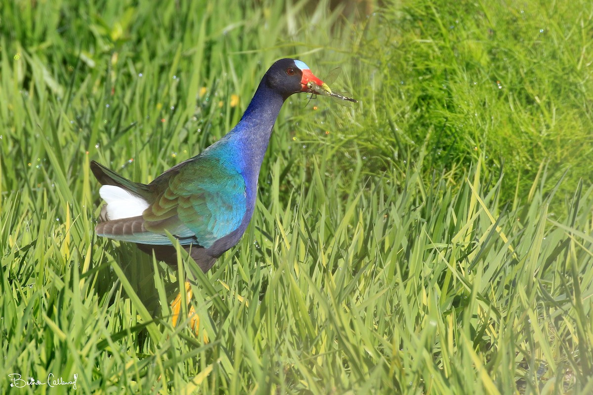 Purple Gallinule - Jerry Callaway