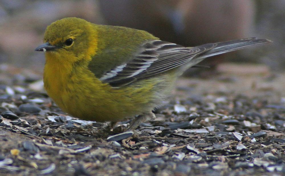 Pine Warbler - ML95020441