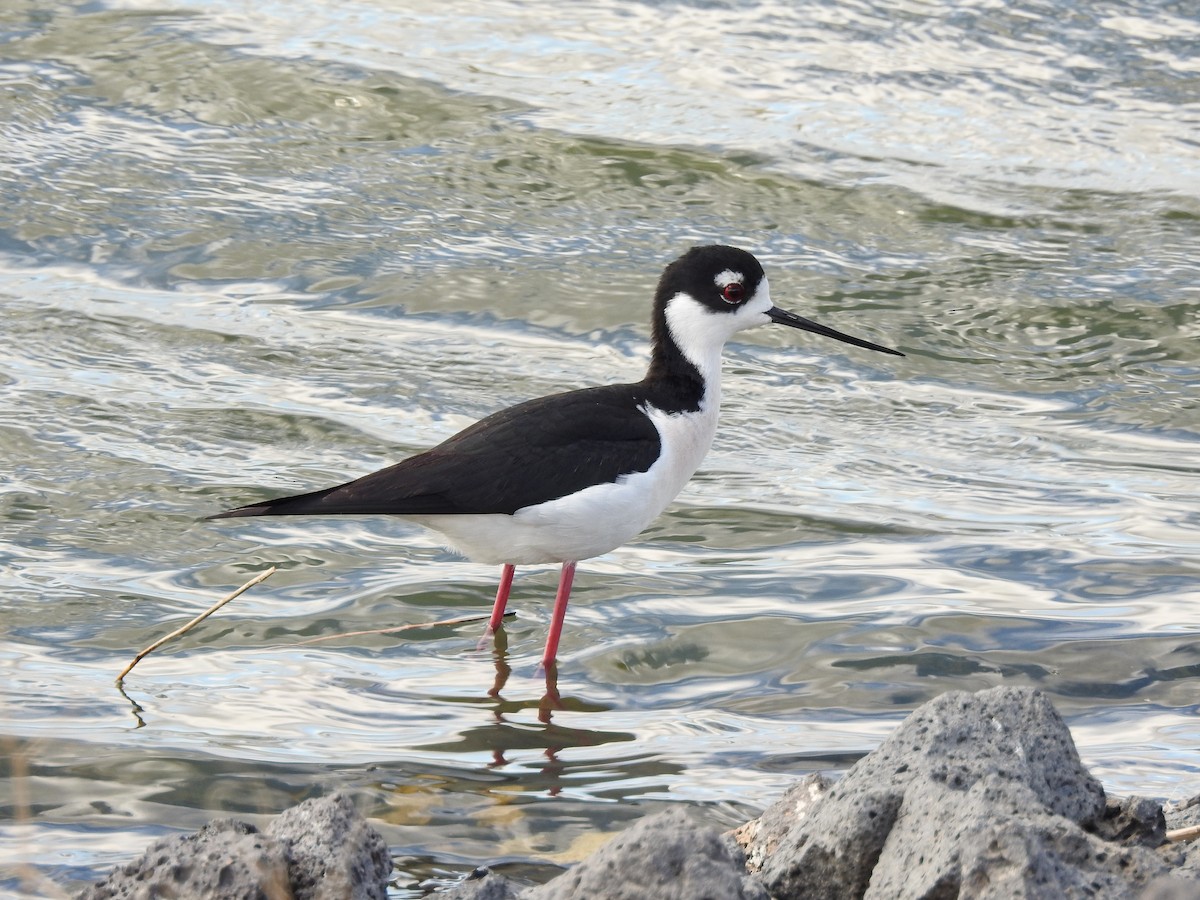 Black-necked Stilt - Mary Rumple