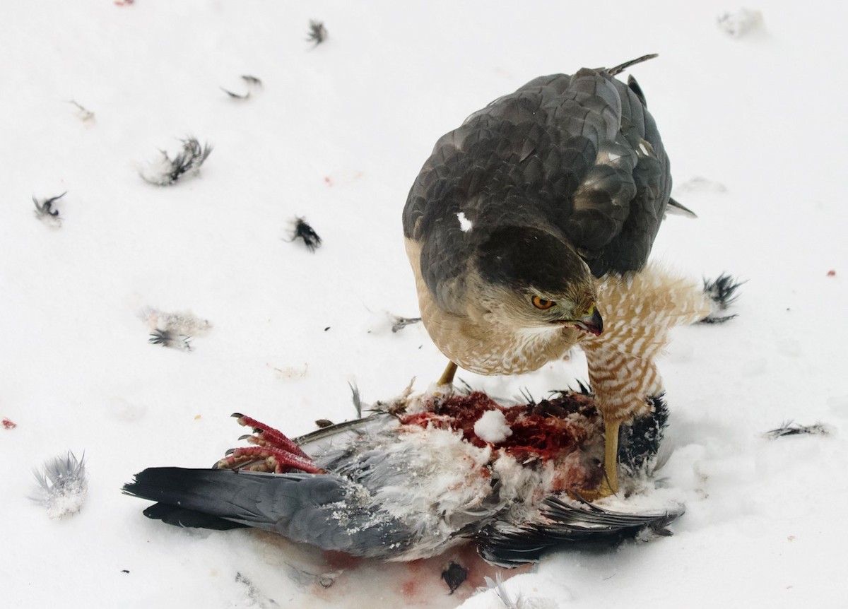 Cooper's Hawk - ML95021921