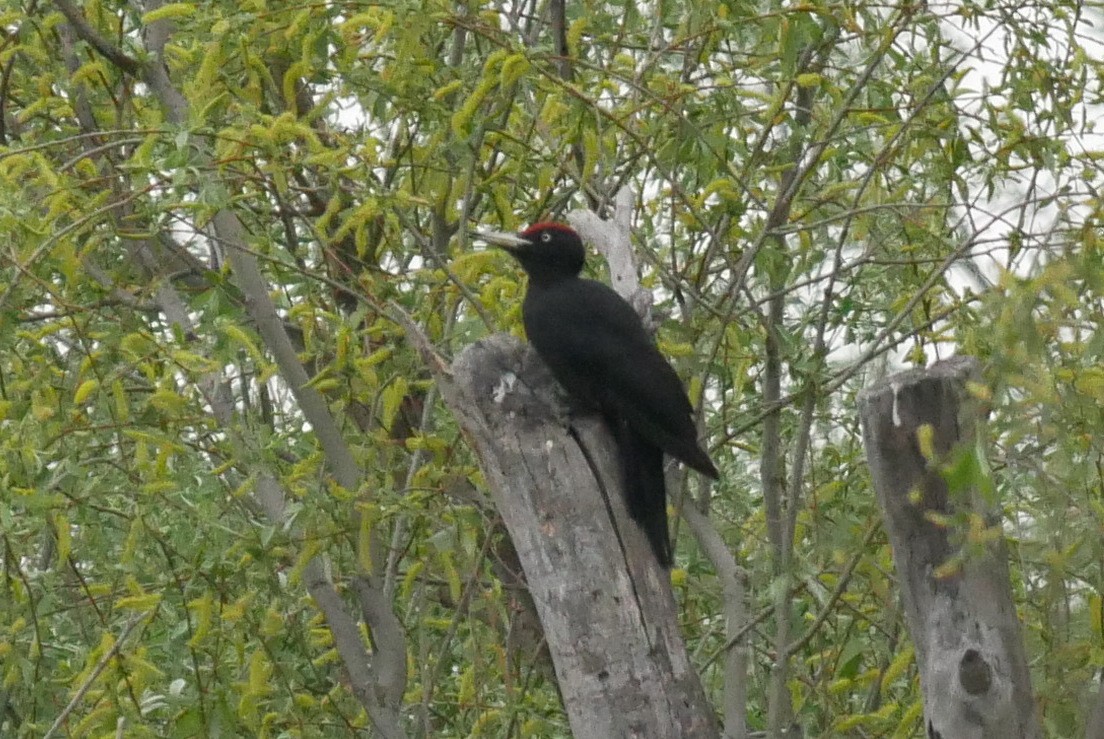 Black Woodpecker - ML95022001