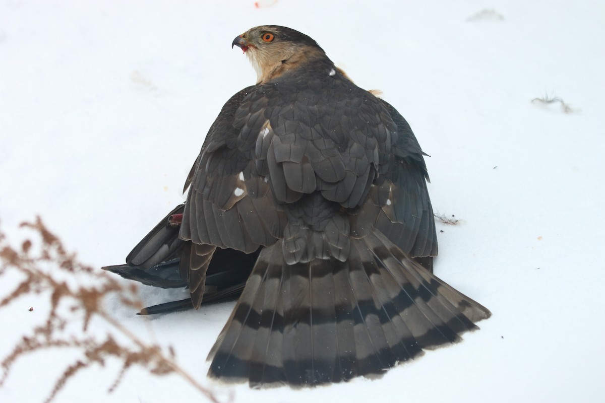 Cooper's Hawk - ML95022301