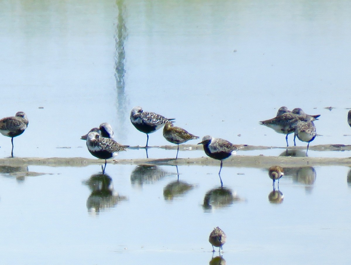 Pacific Golden-Plover - ML95029651