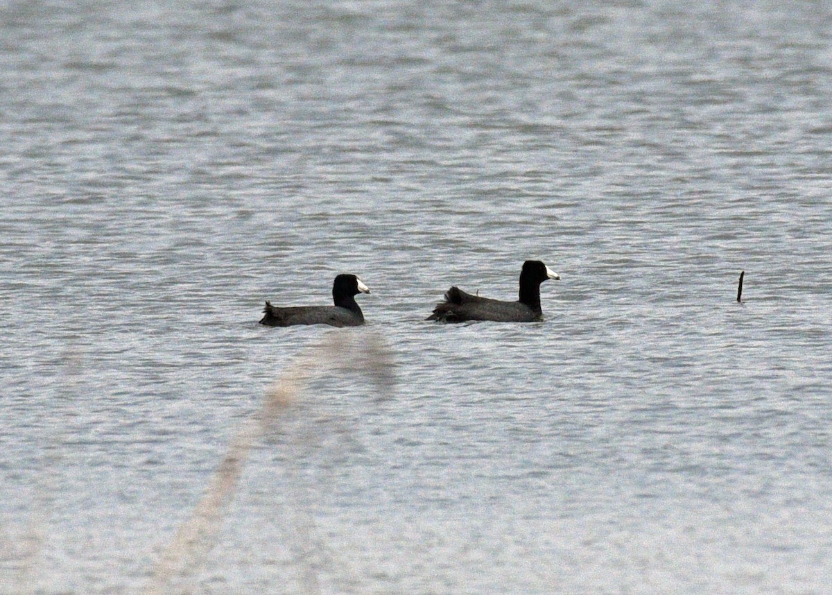 American Coot - Tina Alianiello  🦜