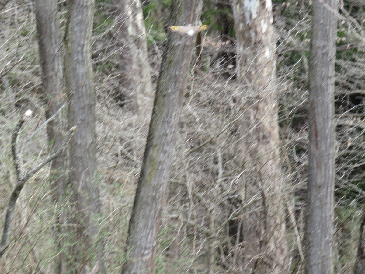 Northern Flicker - ML95032041