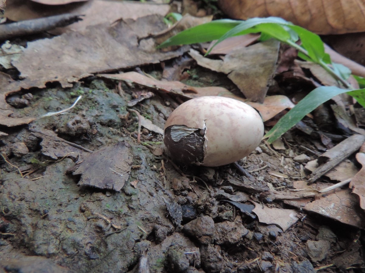 Common Pauraque - ML95032581