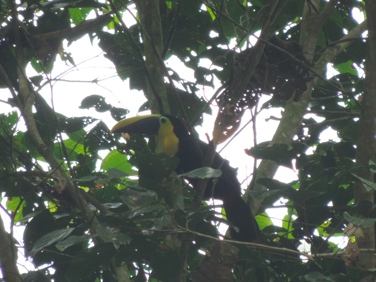 Yellow-throated Toucan - ML95033041