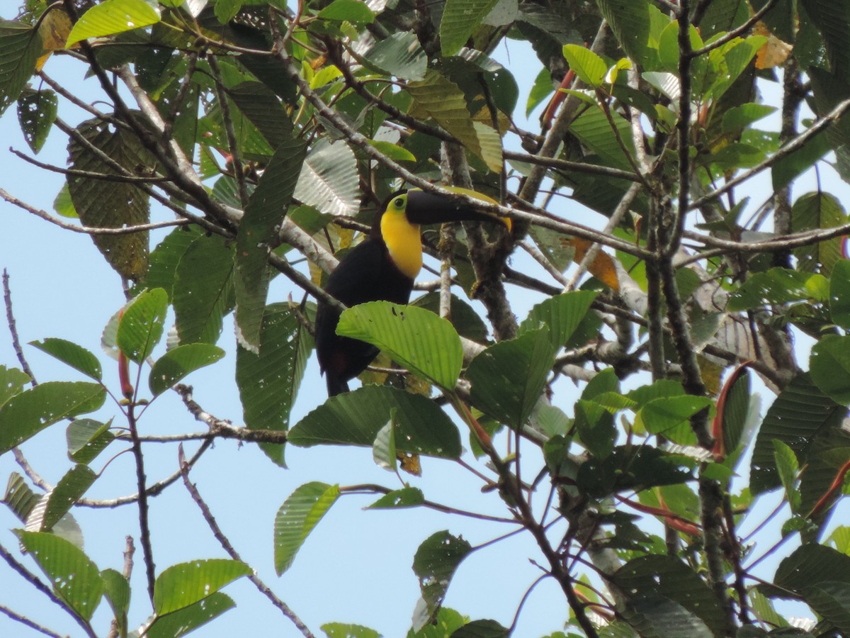 Yellow-throated Toucan - ML95033141