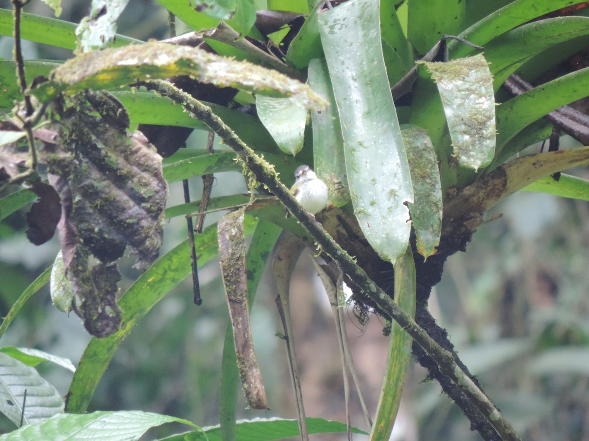 Black-capped Pygmy-Tyrant - ML95033351