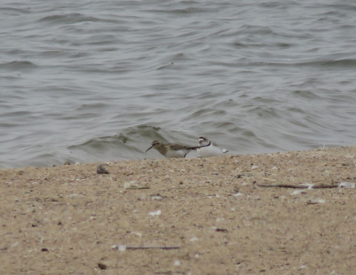 Piping Plover - Esa Jarvi