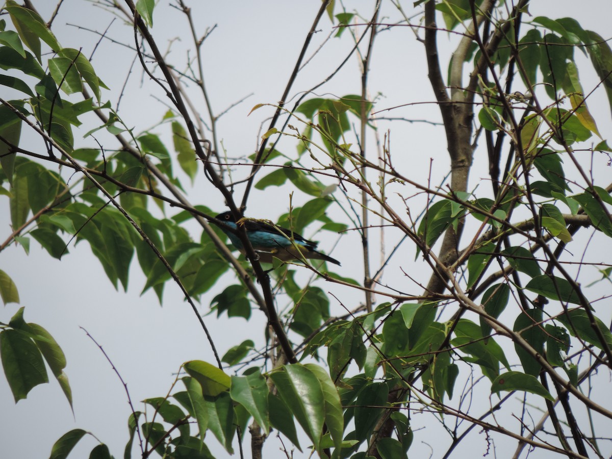 Yellow-tufted Dacnis - ML95034241