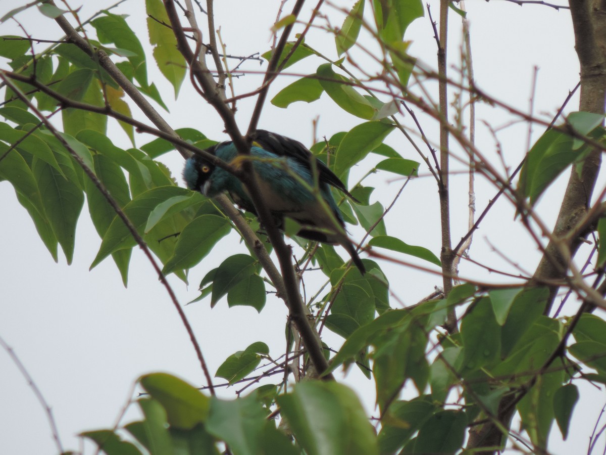 Yellow-tufted Dacnis - ML95034251