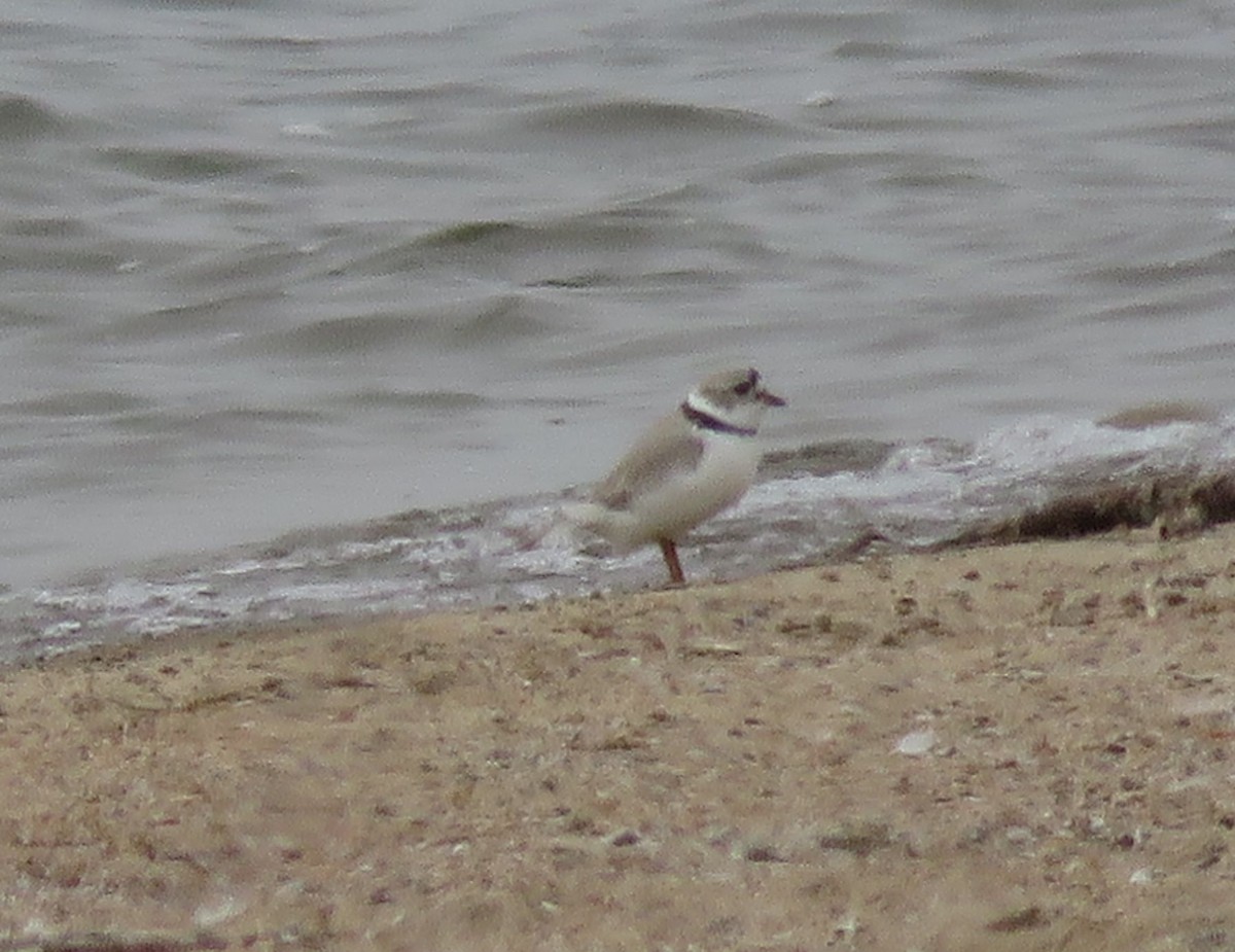 Piping Plover - Esa Jarvi