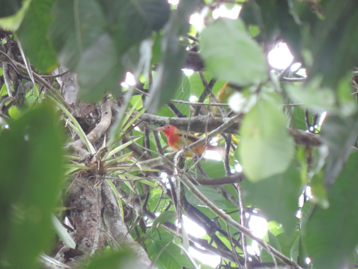 Summer Tanager - ML95034591