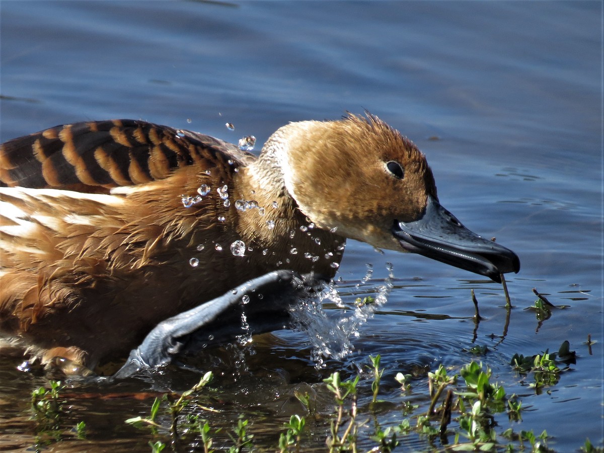 Fulvous Whistling-Duck - Maggie Smith