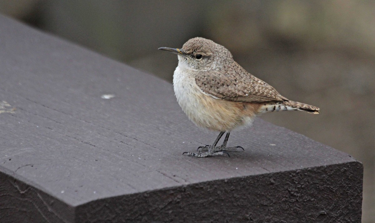 Rock Wren - ML95036311