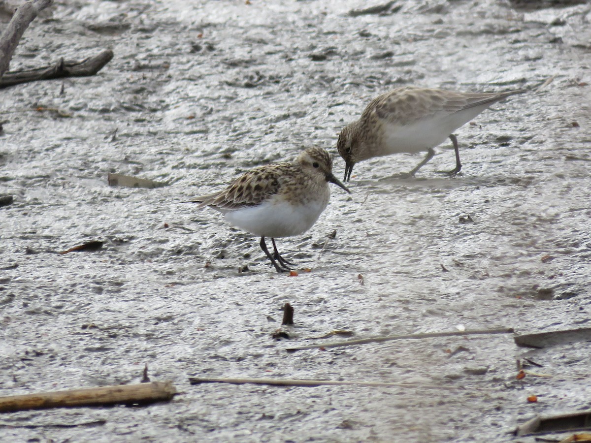 Baird's Sandpiper - ML95036851