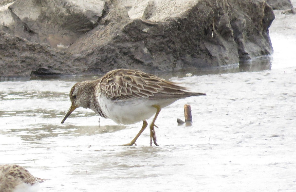 Pectoral Sandpiper - Esa Jarvi