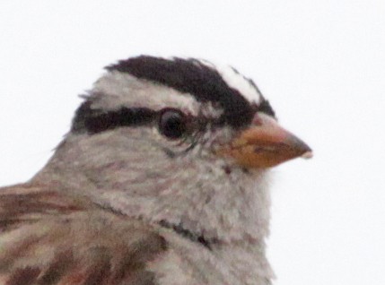 Bruant à couronne blanche - ML95037821