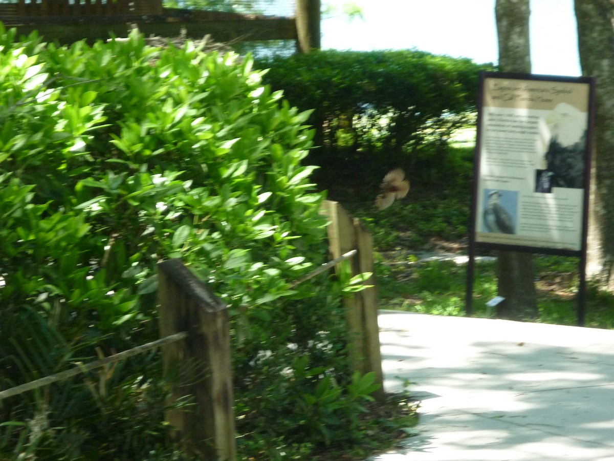 Carolina Wren - S. Weber