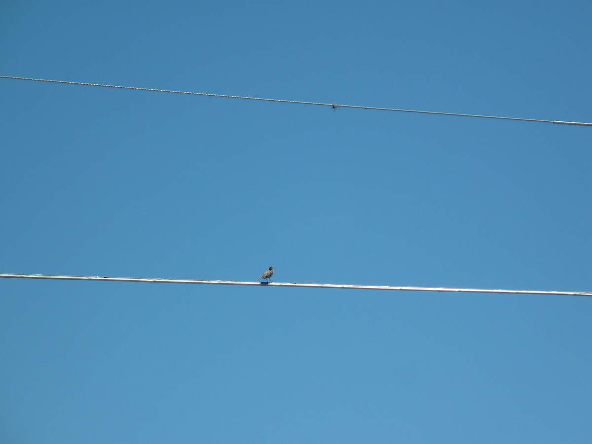 Northern Mockingbird - ML95038751